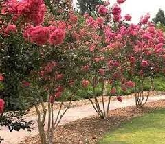 Lagerstroemia indica Kreppmyrte